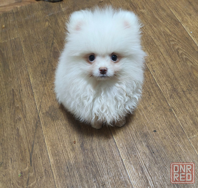 Щенки шпицев Донецк - изображение 1