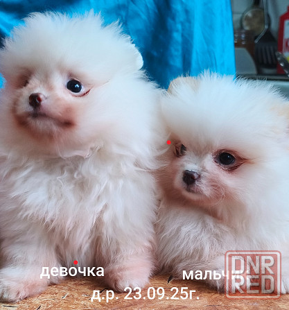 Щенки шпицев Донецк - изображение 1