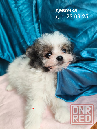 Щенки шпицев Донецк - изображение 2