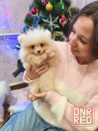 Щенки шпицев Донецк - изображение 8