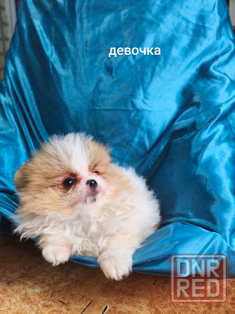 Щенки шпицев Донецк - изображение 4