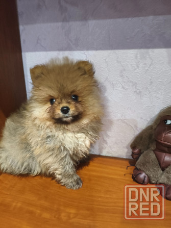 Щенки шпицев Донецк - изображение 2