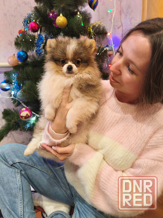 Щенки шпицев Донецк - изображение 6