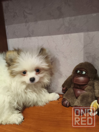 Щенки шпицев Донецк - изображение 3