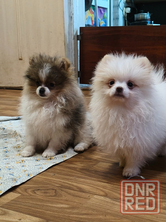 Щенки шпицев Донецк - изображение 5