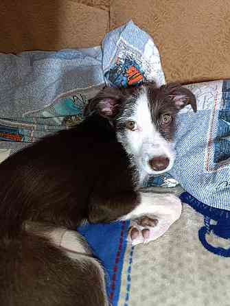 Отдам собаку Донецк