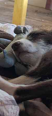 Отдам собаку Донецк