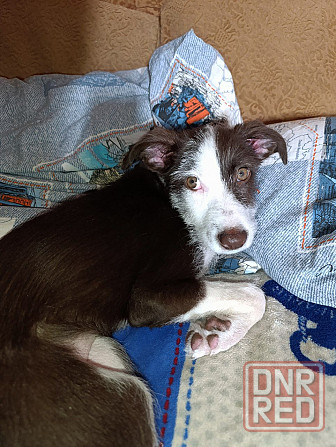 Отдам собаку Донецк - изображение 1