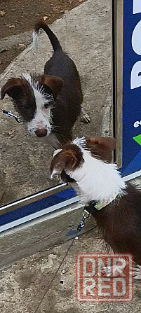 Отдам собаку Донецк - изображение 2