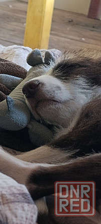 Отдам собаку Донецк - изображение 3