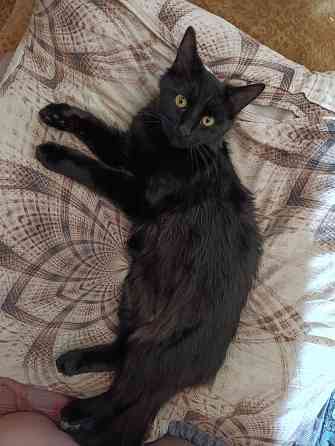 Отдам котика Донецк