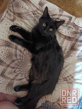 Отдам котика Донецк - изображение 1