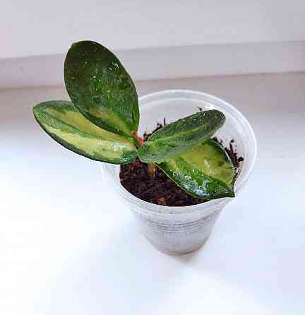 Хойя Australis Lisa Макеевка