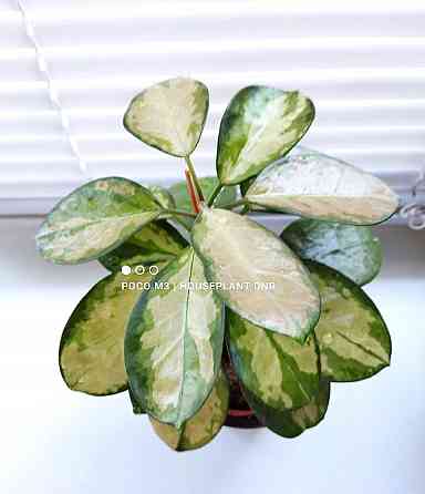 Хойя Australis Lisa Макеевка