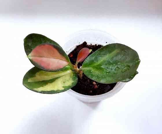 Хойя Australis Lisa Макеевка