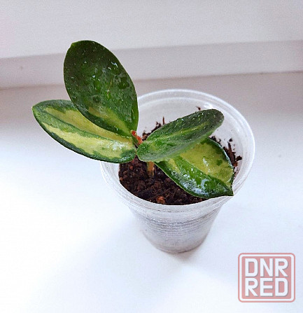 Хойя Australis Lisa Макеевка - изображение 2