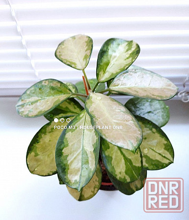 Хойя Australis Lisa Макеевка - изображение 1