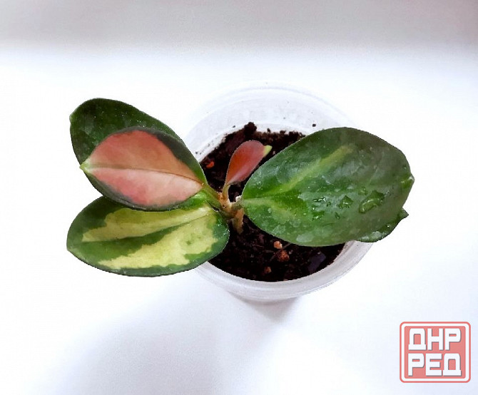 Хойя Australis Lisa Макеевка - изображение 2