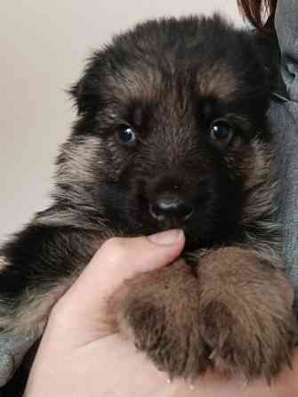 Щенок немецкая овчарка чистокровная Макеевка Макеевка