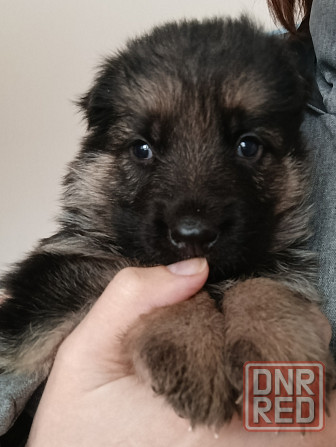 Щенок немецкая овчарка чистокровная Макеевка Макеевка - изображение 1