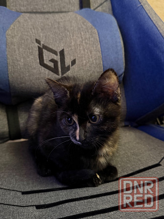 срочно Донецк - изображение 1