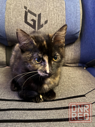 срочно Донецк - изображение 2