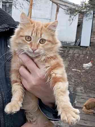 Отдам даром Донецк