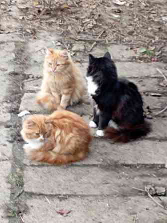 Отдам даром Донецк