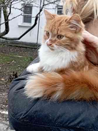 Отдам даром Донецк