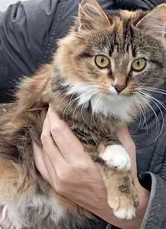 Отдам даром Донецк