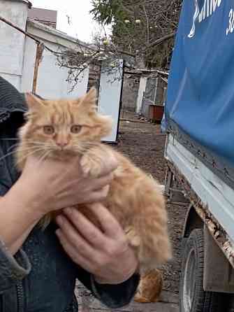 Отдам даром Донецк