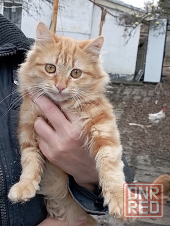 Отдам даром Донецк - изображение 3