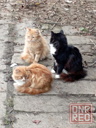 Отдам даром Донецк - изображение 4