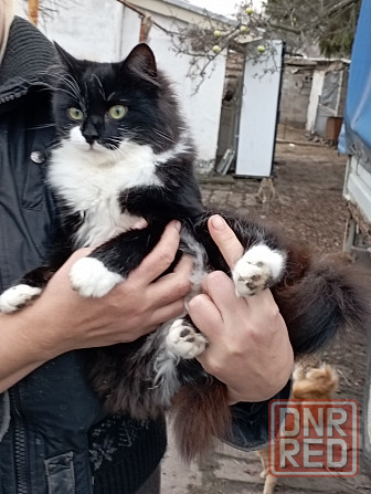 Отдам даром Донецк - изображение 7