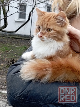 Отдам даром Донецк - изображение 5