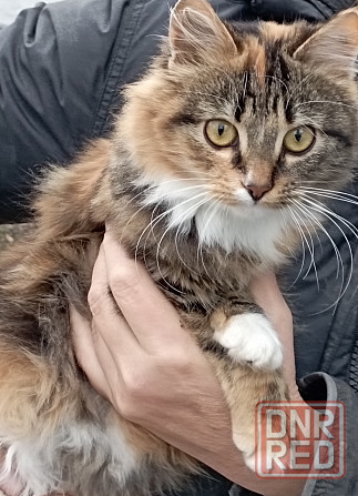 Отдам даром Донецк - изображение 2