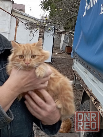 Отдам даром Донецк - изображение 6