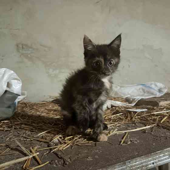 Животные Донецк