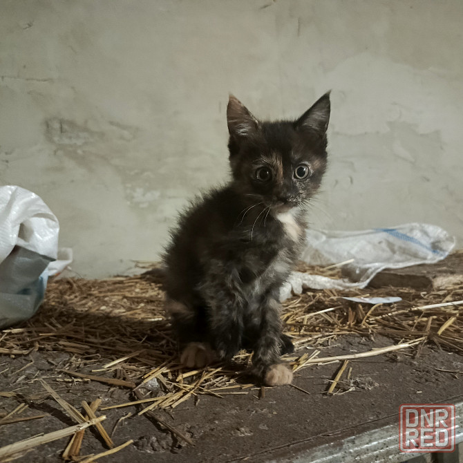 Животные Донецк - изображение 1