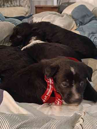 Щенки девочки спаниель бесплатно Донецк