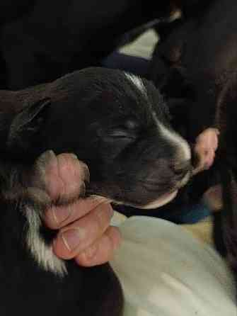 Щенки девочки спаниель бесплатно Донецк