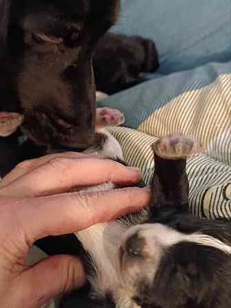 Щенки девочки спаниель бесплатно Донецк