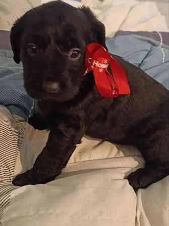 Щенки девочки спаниель бесплатно Донецк