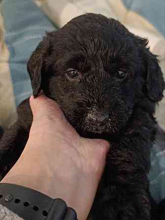 Щенки девочки спаниель бесплатно Донецк