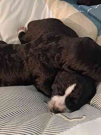 Щенки девочки спаниель бесплатно Донецк