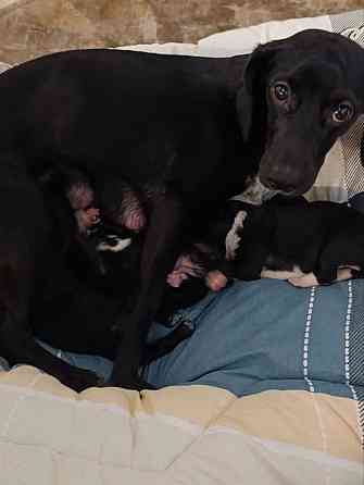 Щенки девочки спаниель бесплатно Донецк