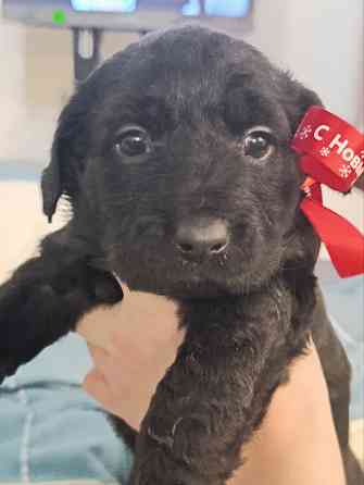 Щенки девочки спаниель бесплатно Донецк