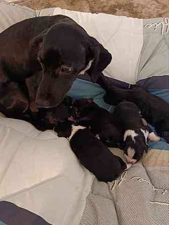 Щенки девочки спаниель бесплатно Донецк