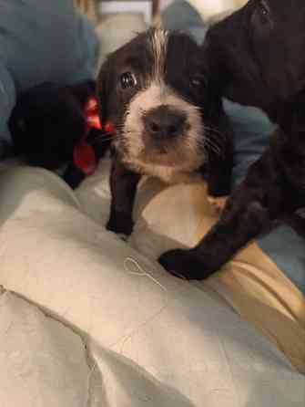 Щенки девочки спаниель бесплатно Донецк