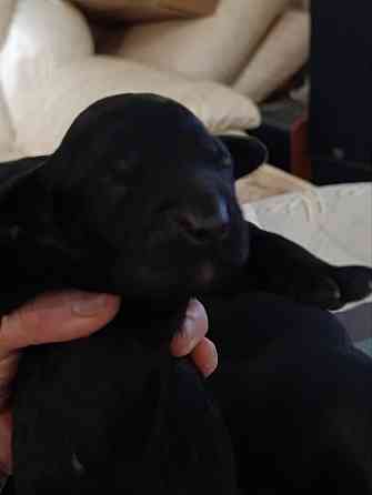 Щенки девочки спаниель бесплатно Донецк